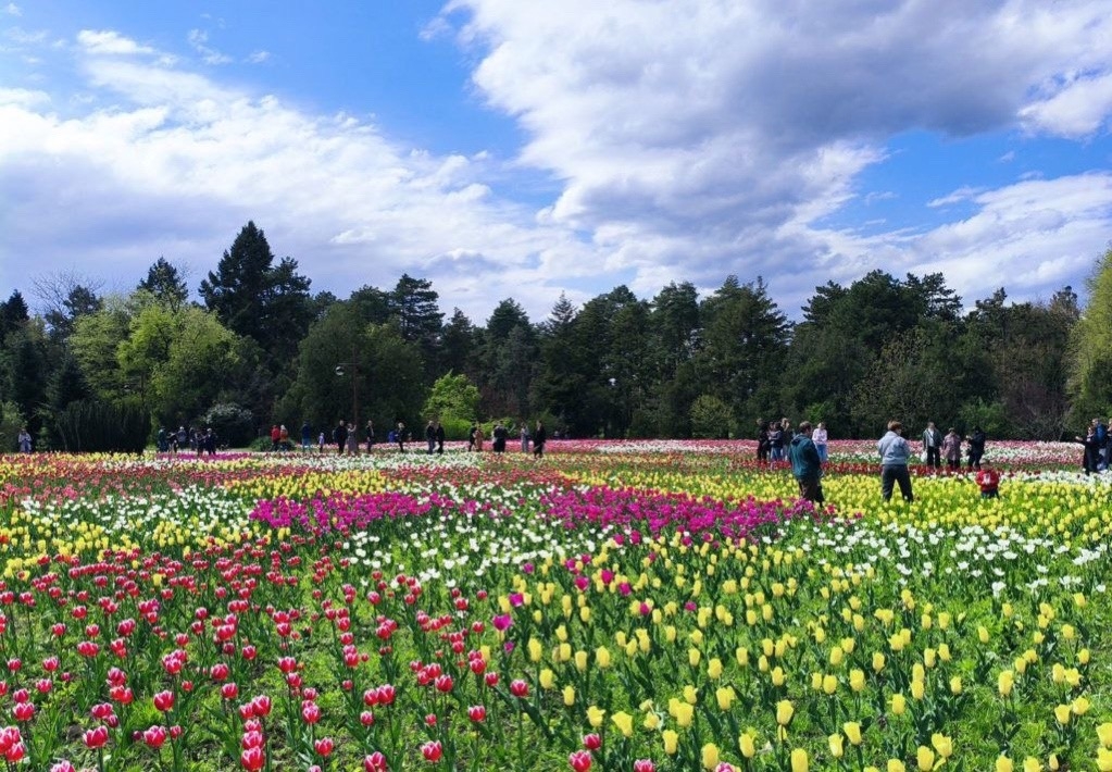 КавМинВоды — поле тюльпанов
